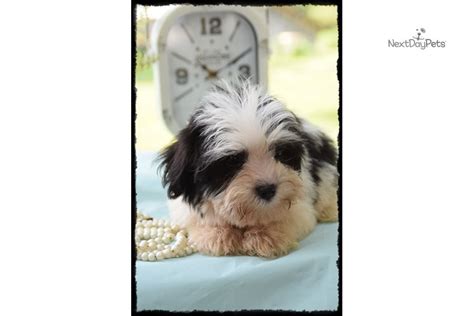 havanese for sale in missouri|havanese breeders st louis mo.